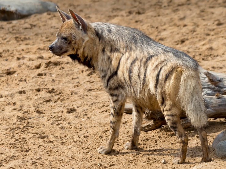 Striped hyena.
