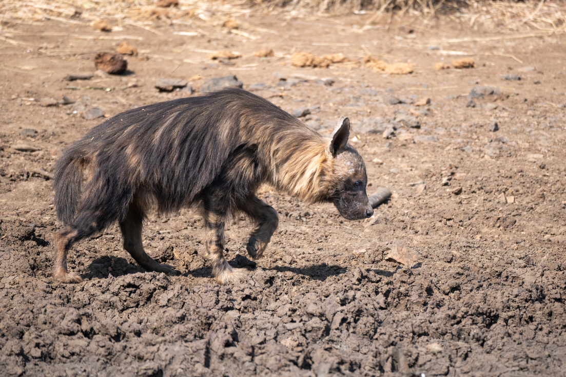 Brown hyena at a waterhole